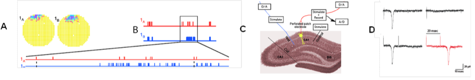 Figure 1. A: Place cell firing fields of cell 1A and cell 1B. B: Time stamps representing spike times for each place cell (1A and 1B). C: In vitro setup. Time stamps for place cell spikes are used to form sequence of 0 and 1 values in computer memory that are transformed into pulses by digital-to-analog (D/A) converters; the D/A outputs, in turn, drive stimulators. In C, Schaffer collateral stimulation is controlled by the activity of the blue cell and current passed through the patch electrode elicits post-synaptic spikes according to the activity of the red cell. D: (Top left) Excitatory postsynaptic current (EPSC) occurrence and (top right) EPSC failure observed with the minimal stimulation method described in Isaac et al. (2009). (Bottom) Single synaptic site stimulation is confirmed by absence of paired-pulse facilitation of the EPSC at 20 milliseconds inter-pulse interval. [A-C from Isaac et al., 2009.]