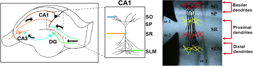 Figure 1. Left: Schematic of slice preparation and major afferent inputs. DG, dentate gyrus; SO, stratum oriens; SR, stratum radiatum; SLM, stratum lacunosum moleculare. Right: Photomicrograph of CA1 area. SR, stratum radiatum; SP, stratum pyramidale; re, recording electrode; se, stimulating electrode.